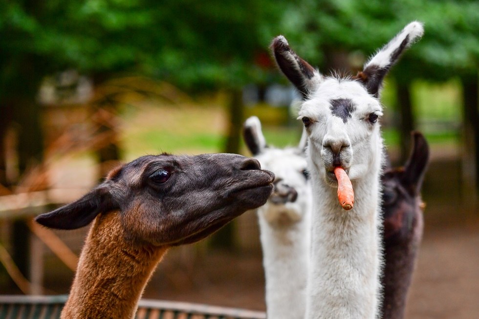 Zoo, © Tiergarten Neustrelitz