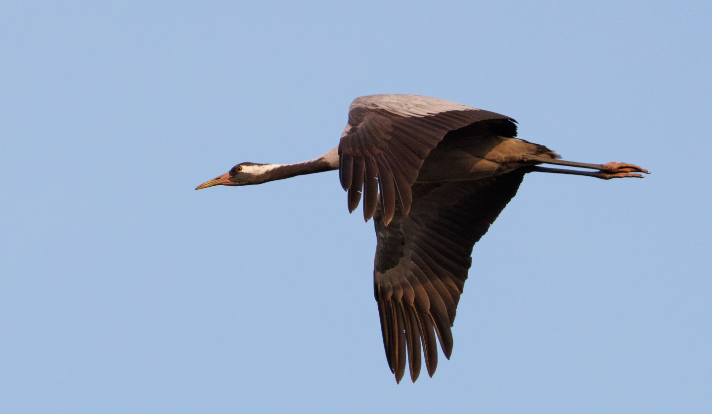 Crane during one of my guided tours, © Kevin Hempel/ Vogeltouren MV