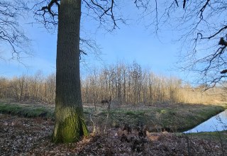 Trees have been growing in the Koserow climate forest (Island of Usedom) since 2011, © Landesforst MV