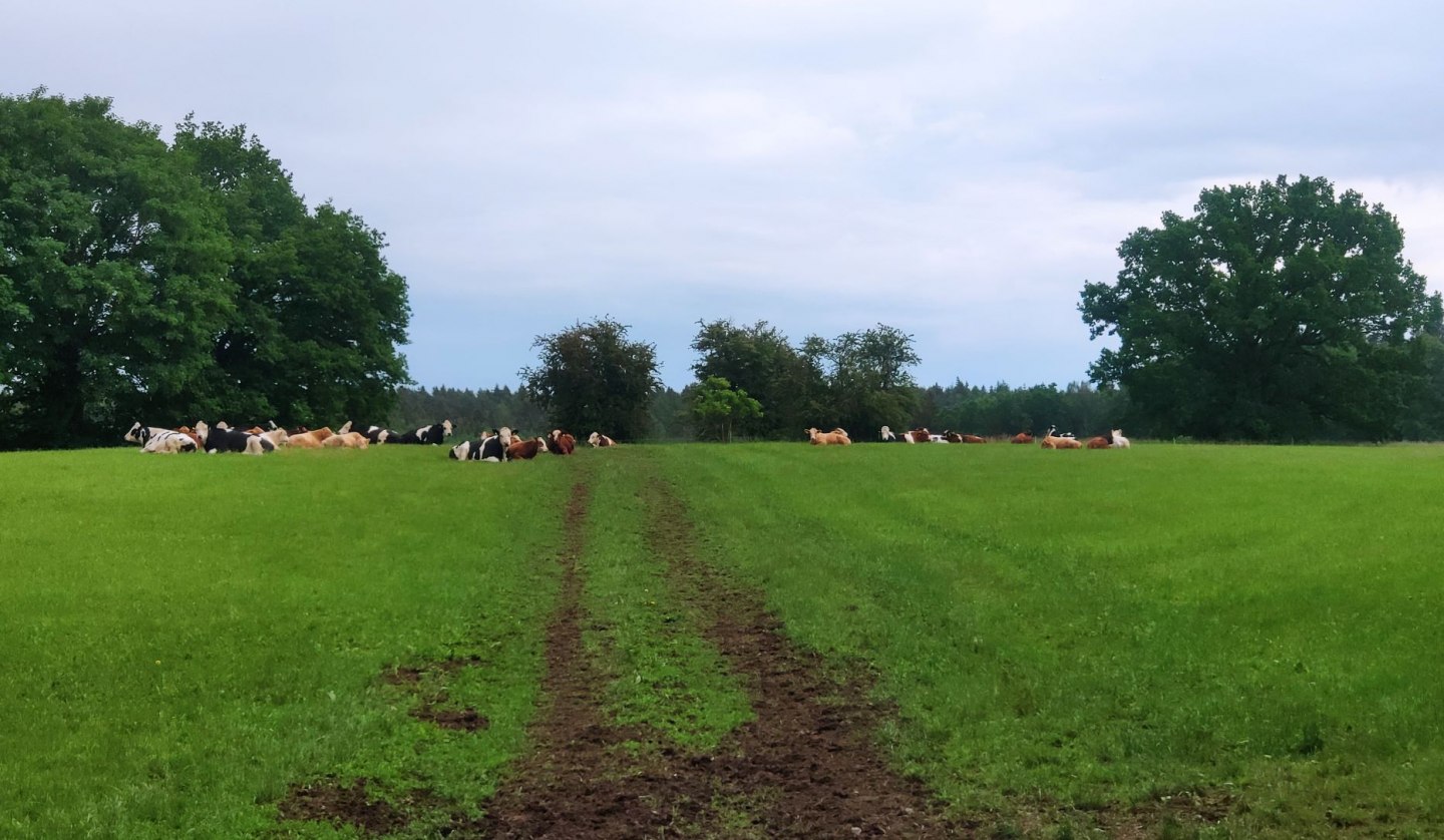 Pasture cattle relax in the greenery., © A. Rossnagel