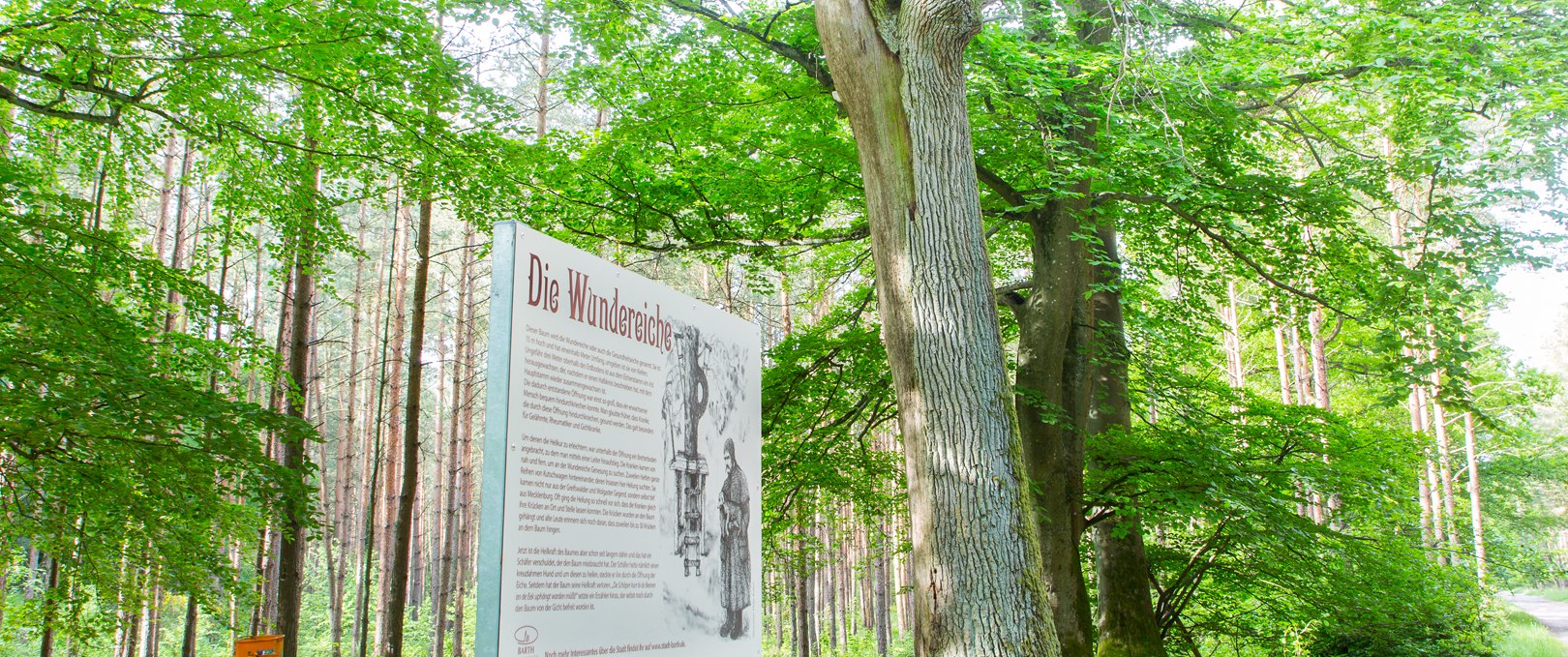 Miracle oak in Barth city forest, © Arndt Gläser