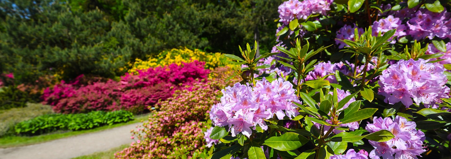 Colorful rhododendrons in the Baltic health spa Graal-Müritz - a paradise for nature lovers and walkers., © TMV/Gohlke