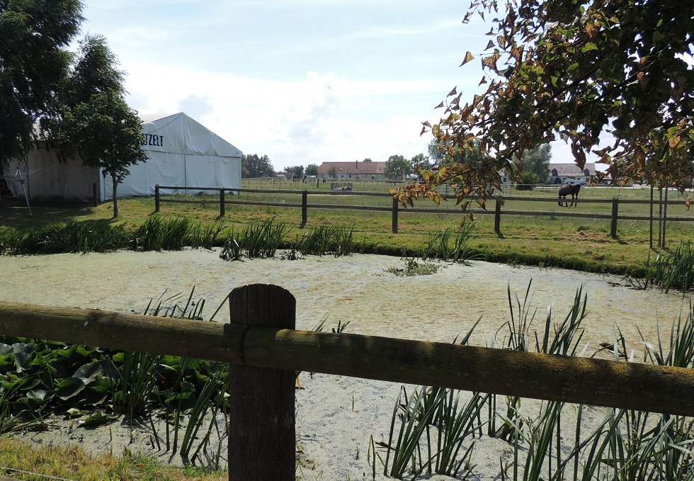 View of the pasture of the equestrian farm Plath, © Kurverwaltung Insel Poel