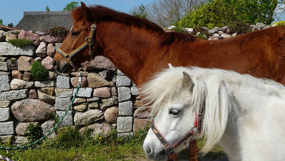 Our horses, © Bauernhof Klefer