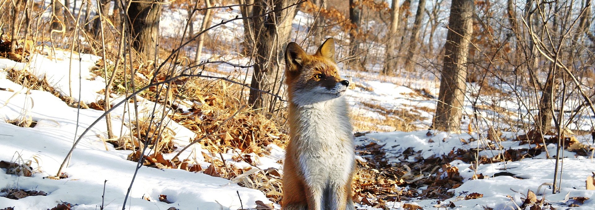 winter walk