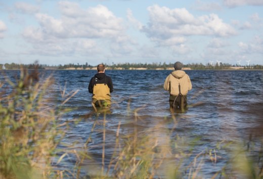 Good pike hotspots can be reached with waders for example in the Großer Jasmunder Bodden, in the area of the Wittower Ferry, in the Kubitzer Bodden south of Barhöft or in the Greifswalder Bodden near Tremt., © TMV/Läufer