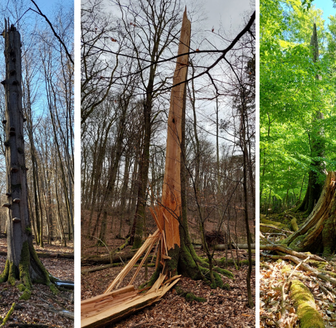 three forest views, © Matthias Schwabe, Müritz-Nationalpark