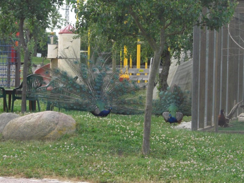 Peacocks strut and show off with pleasure, © Eselhof Schlage