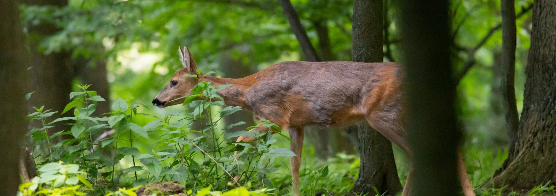 nezr_-reh-im-wald_klein, © Erlebnis Akademie AG/ Naturerbe Zentrum Rügen