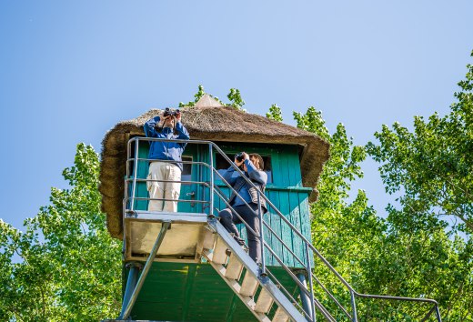 From the thatched observation hut, the view of the dunes and the Bodden, including the bird life, is particularly good., © TMV/Tiemann