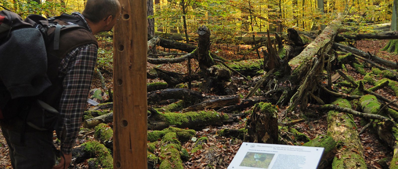 View of a fallen beech tree, © Nationalparkamt Müritz / Lüthi-Herrmann