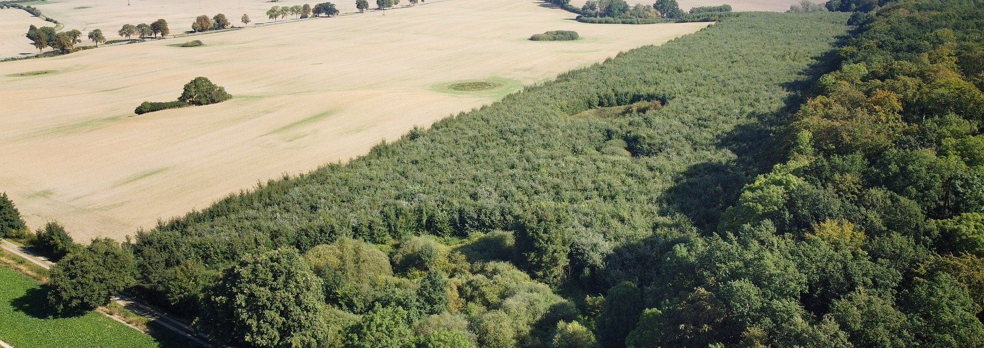 Climate forest Seefelder Holz, © Landesforst MV