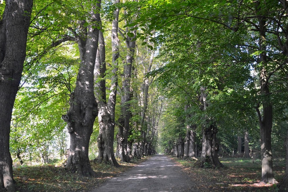 Tree avenue in Juliusruh spa park, © Tourismuszentrale Rügen