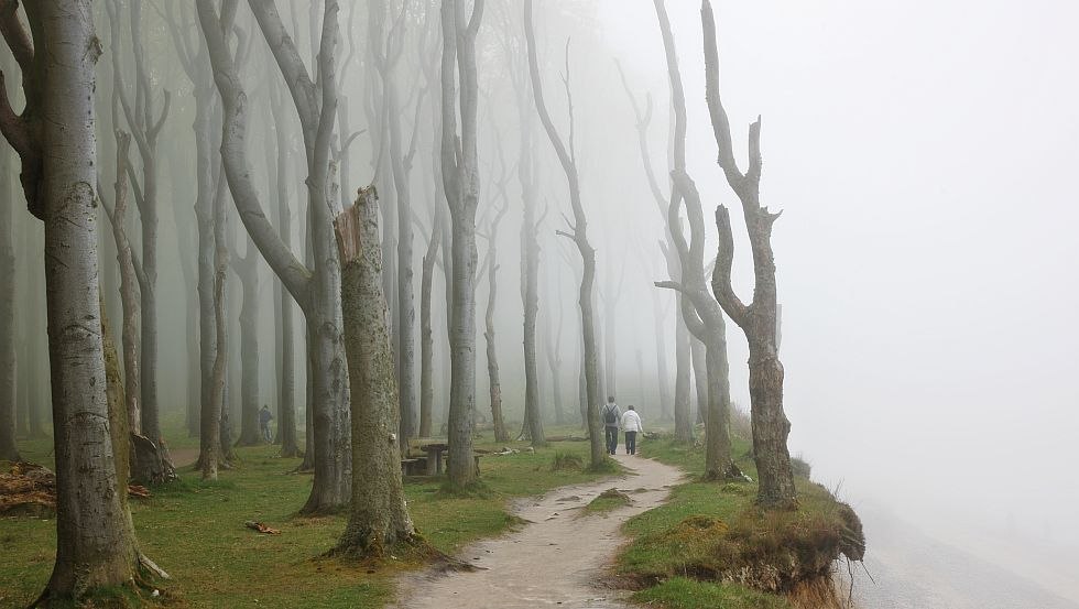 The primeval Ghost Wood with its crooked trees offers a totally unique hiking experience, © TMV/Werk3