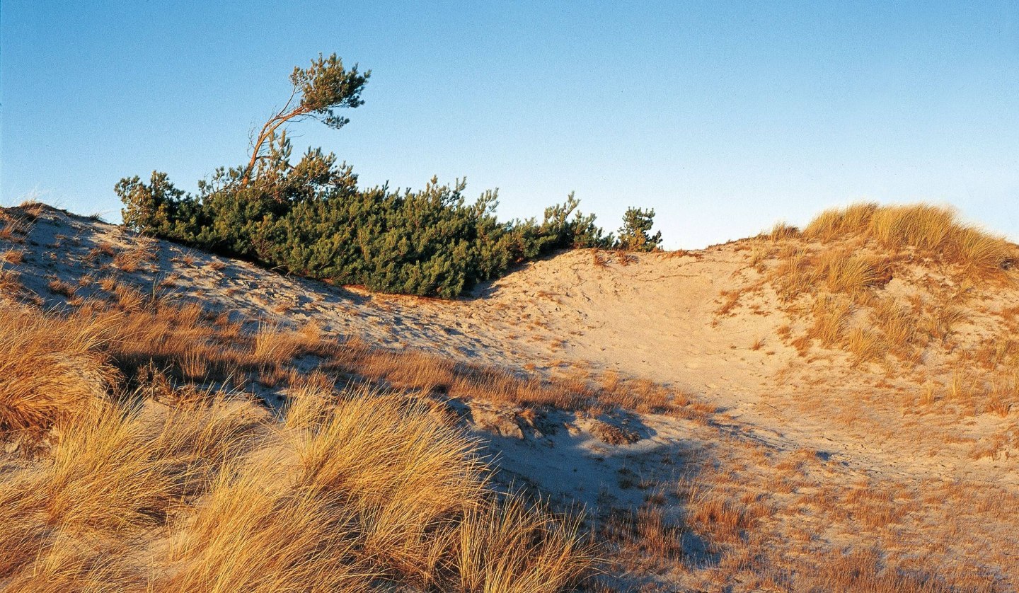 Dune landscape near Klein Schmölen, © TMV/Neumann