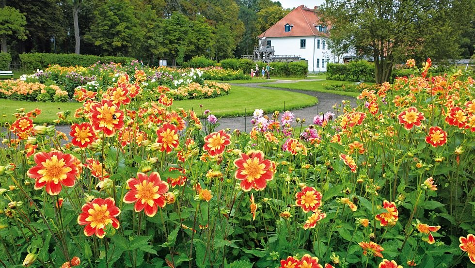 The spa park Bad Sülze is known for its dahlia variety, © TMV/Grundner
