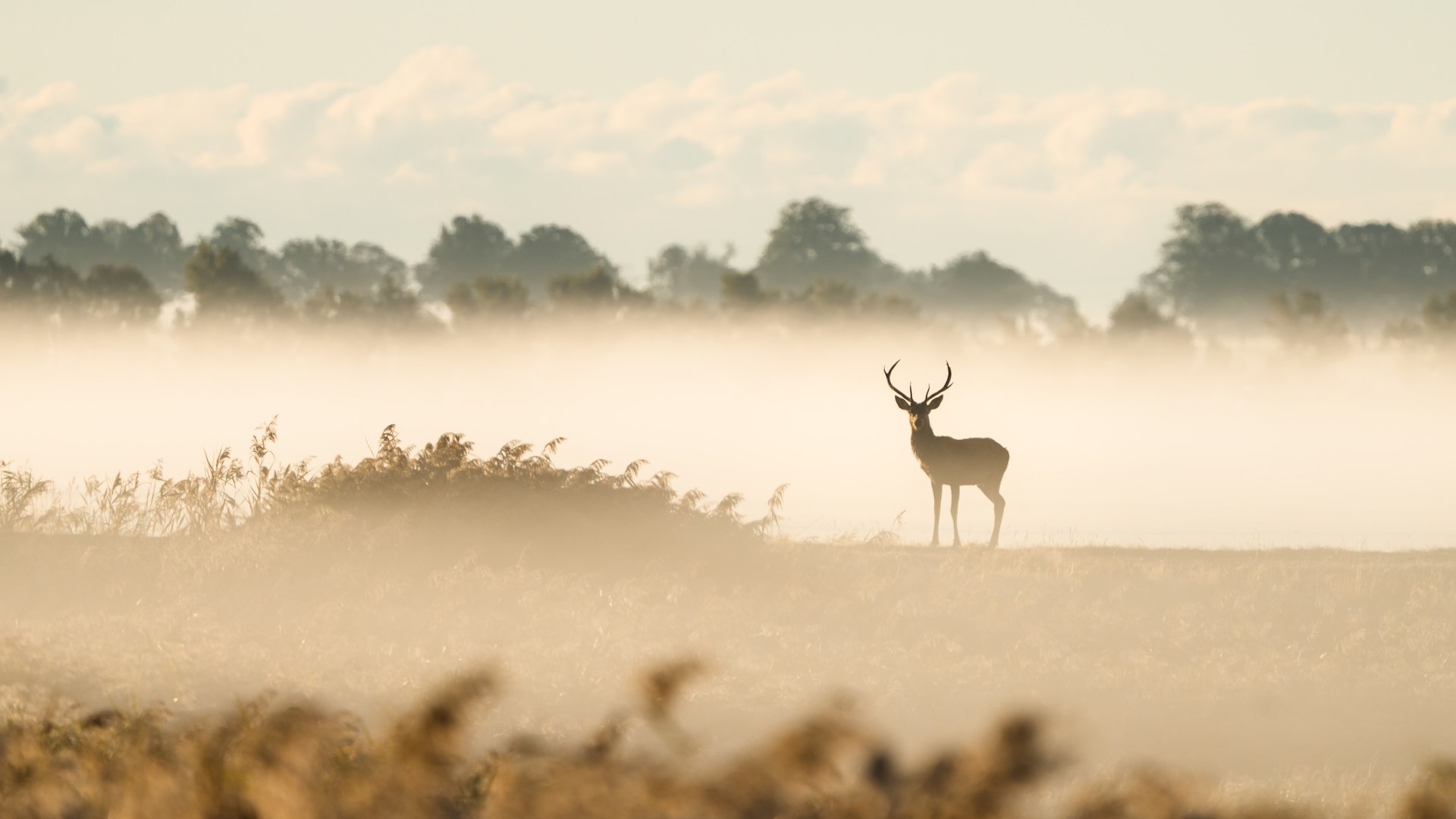 A stag stands in a foggy landscape in the Western Pomerania Lagoon National Park.