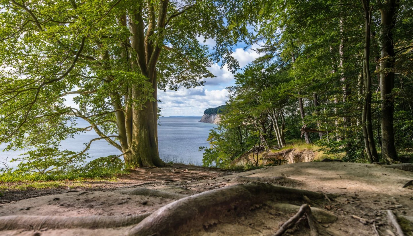 Cathedral with a sea view: Stubnitz is the name of the large beech forest in Jasmund National Park, directly on the Baltic coast of Rügen, © TMV/Tiemann