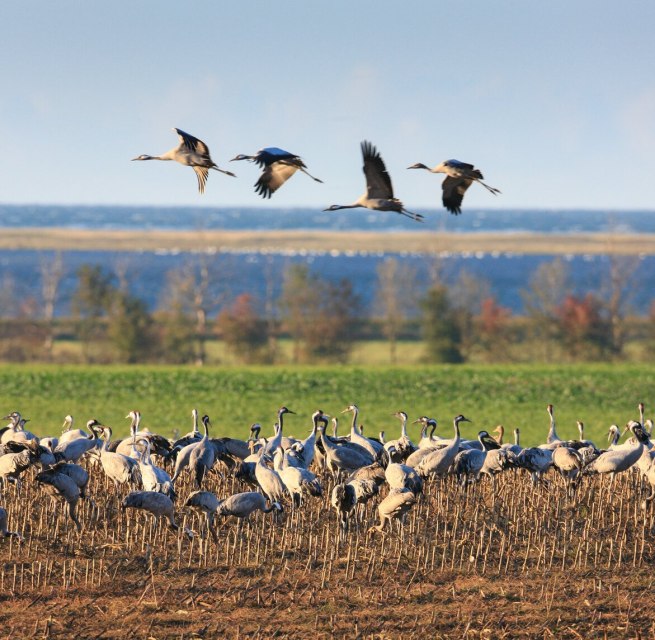 In overwhelming numbers cranes populate field and sky over Fischland-Darß-Zingst, © TMV/Growe-Lodzig