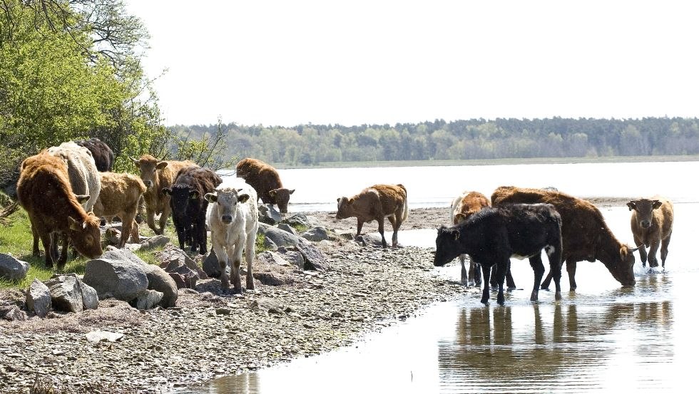 Cattle standing on the shore in the salt water, © Schillings Gasthof