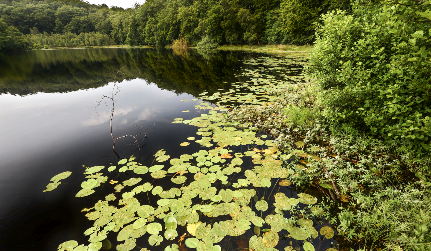 black-lake-in-the-granitz_4, © TMV/Gohlke