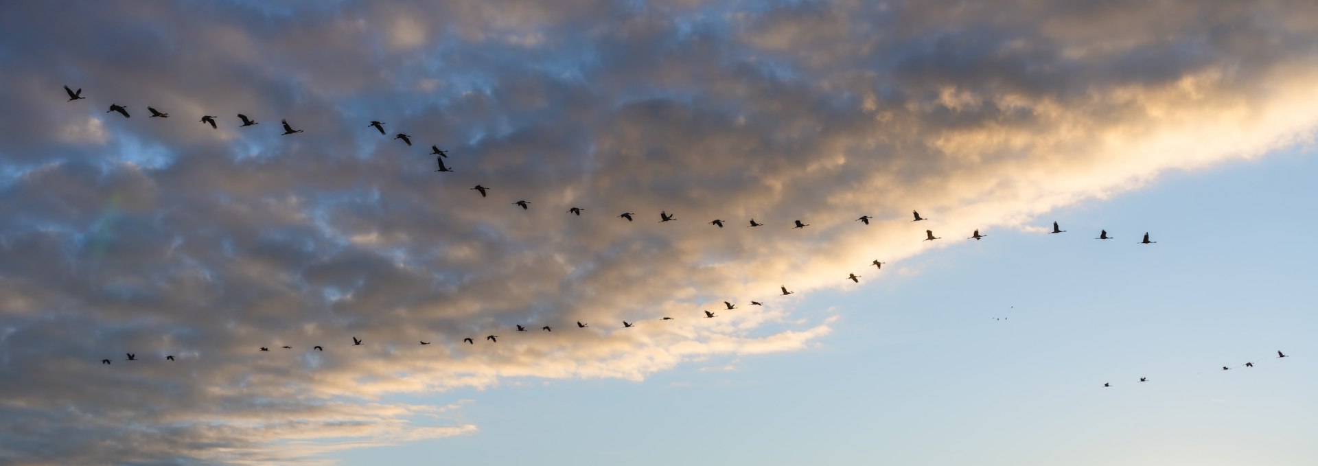 A formation of cranes flies over the landscape in the Vorpommersche Boddenlandschaft National Park at sunrise.