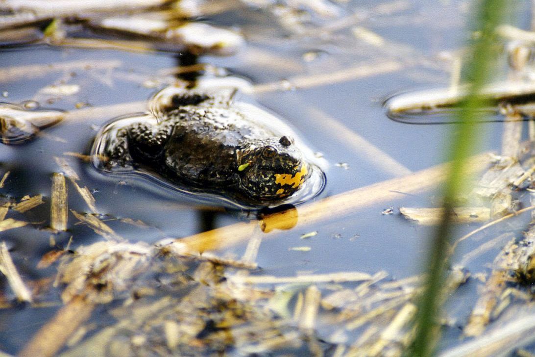 A few specimens of the endangered fire-bellied toad still live in the fortress moat., © Wolfgang Stürzbecher