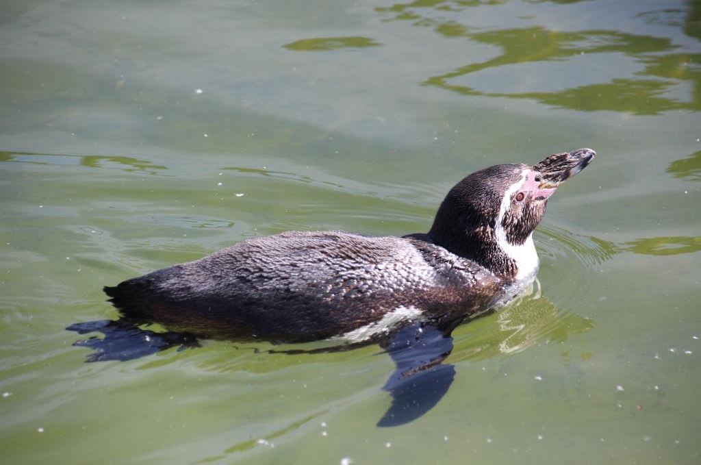 Penguin, © Tiererlebnispark Müritz