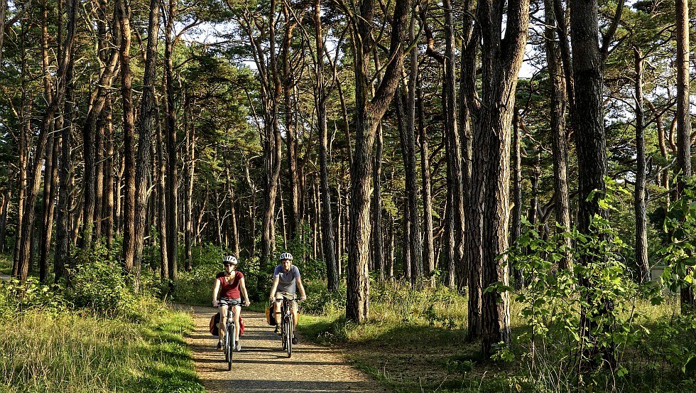 Cyclists on the way through shady coniferous forests near Baabe, © TMV/Würtenberger