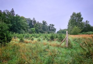 Climate forest Sehlen, © Landesforst MV