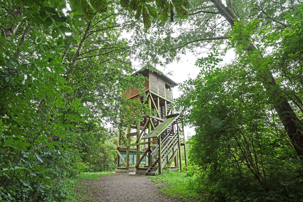 Observation tower Moorochse north at Lake Plauer See, © TMV/Gohlke