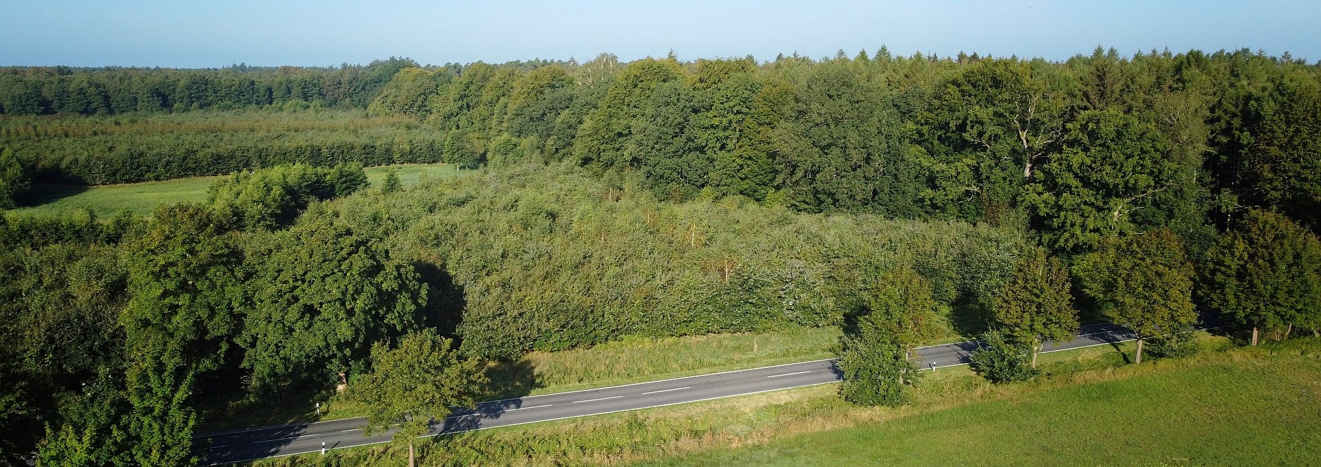 Climate forest Bützow, © Landesforst MV