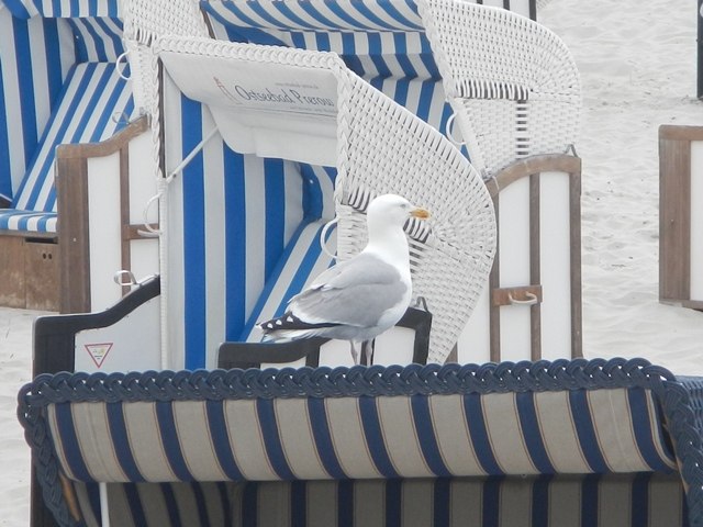 Seagull on beach chair, © TV FDZ