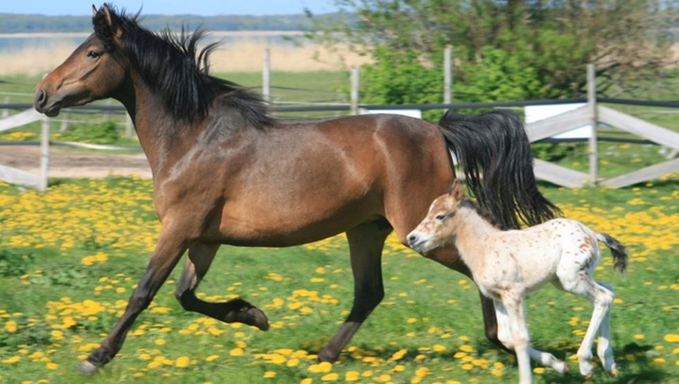 Horse and foal feel good at Little Uncle farm, © Hof Little Uncle/ Angela Finkl-Hartmann