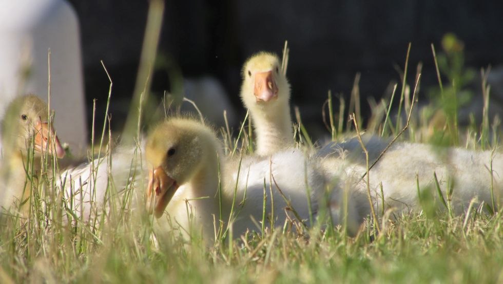 The welfare of our animals and their natural needs always remain in mind: The geese move into the farm in May as goslings., © Grüner Gänsehof