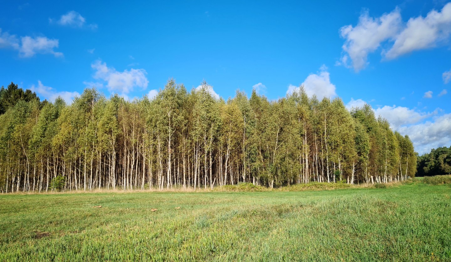 Climate forest Mirow, © Landesforst MV