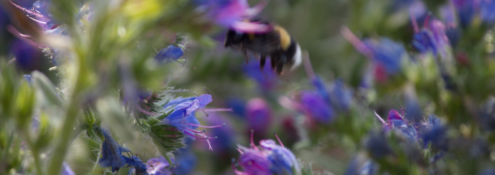 Blue sea of wild flowers at the Winkelkraut wild herb farm, © Wildkräuterhof Winkelkraut / Antje Conrad