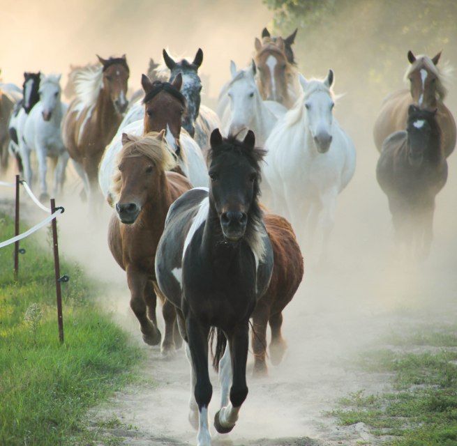 Herd of ponies at the horse farm Zislow., © Pferdehof Zislow