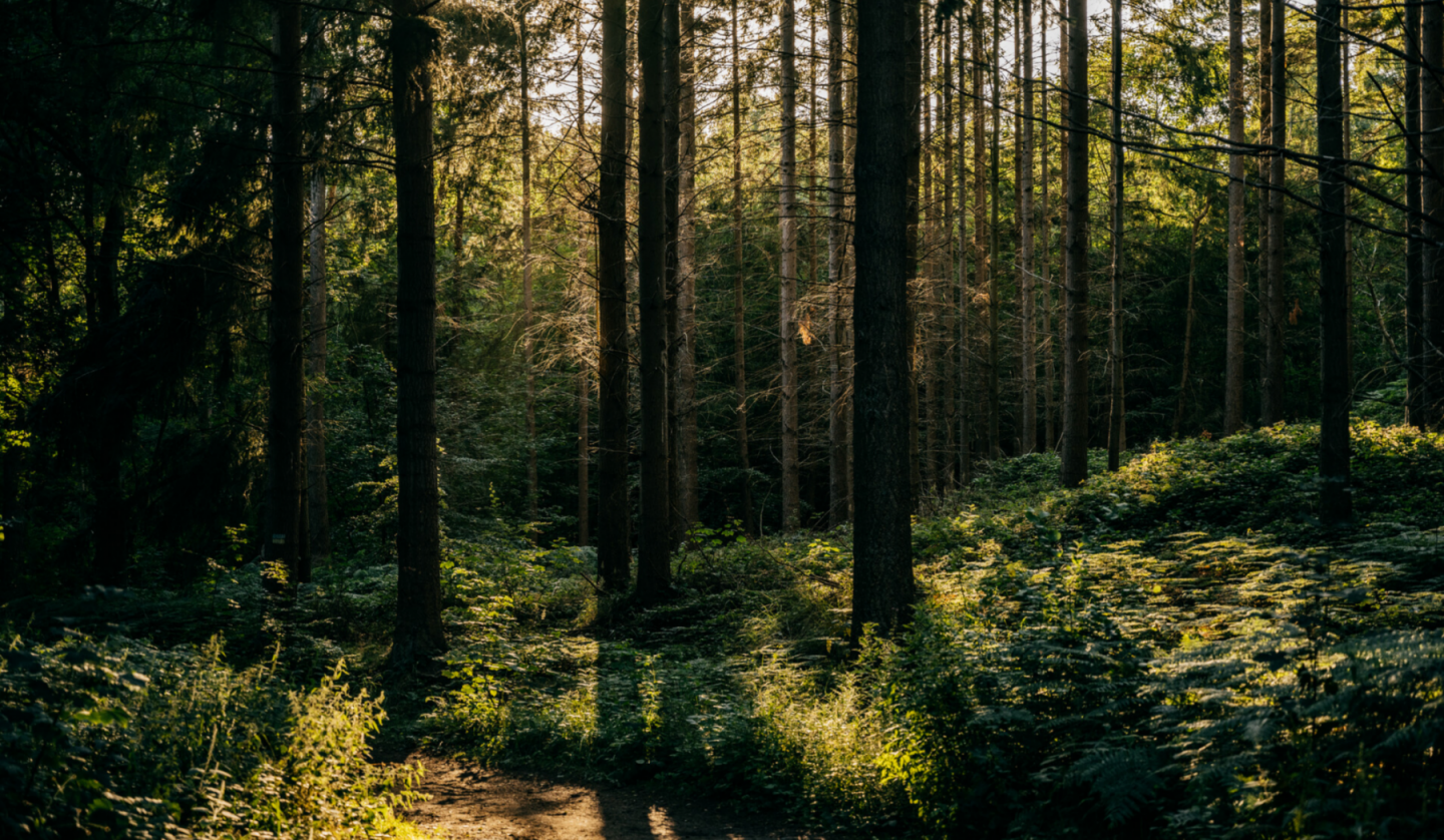 Geocaching - Schnitzeljagd im Wald, © Binzer Bucht Tourismus