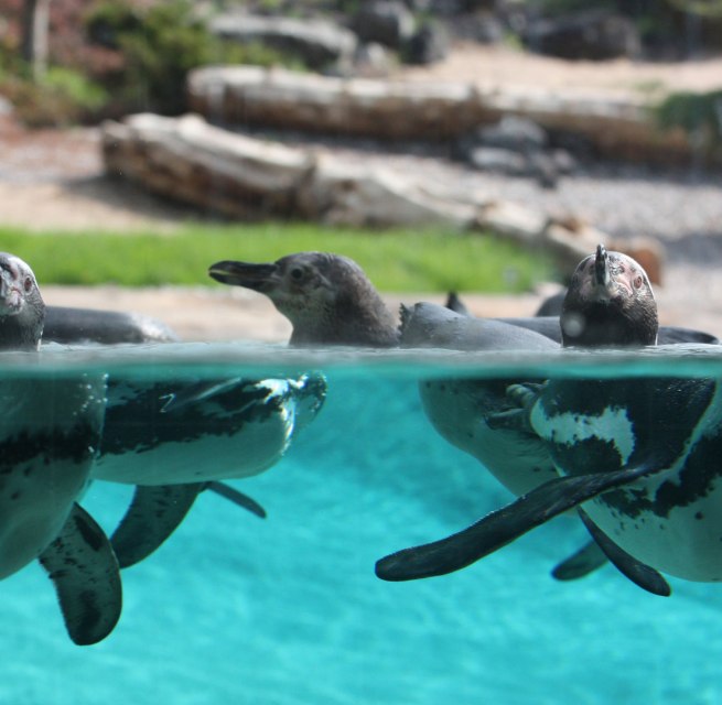 Penguins in the polarium at Rostock Zoo, © Zoo Rostock/Braun