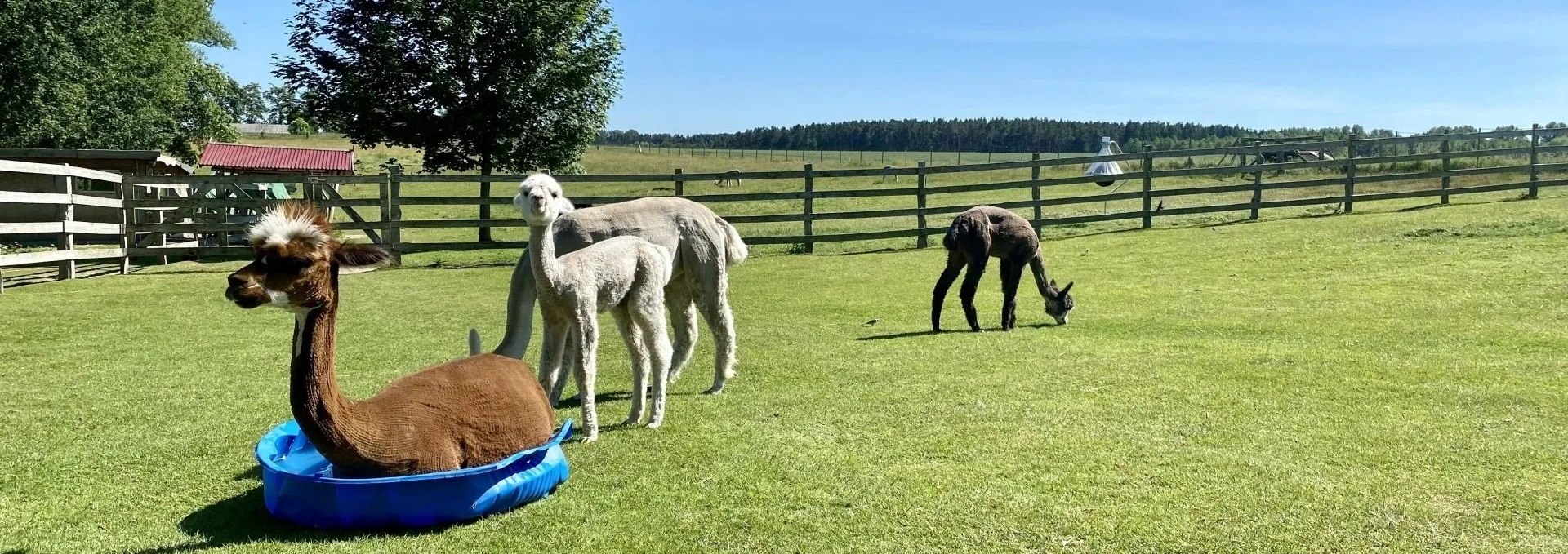 Trebel Valley Alpacas, © Anne Häusler