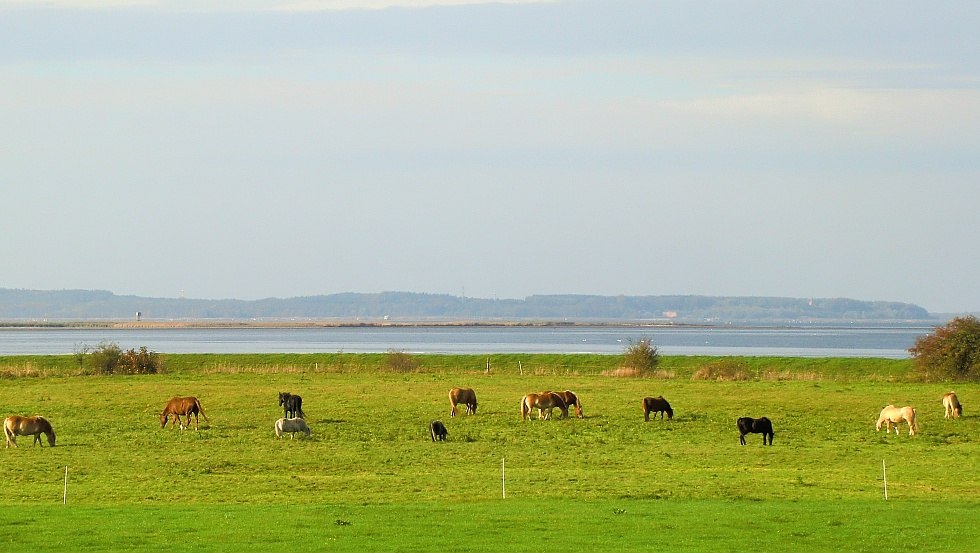 View of the horse pasture, © Rügen-Ferienhof