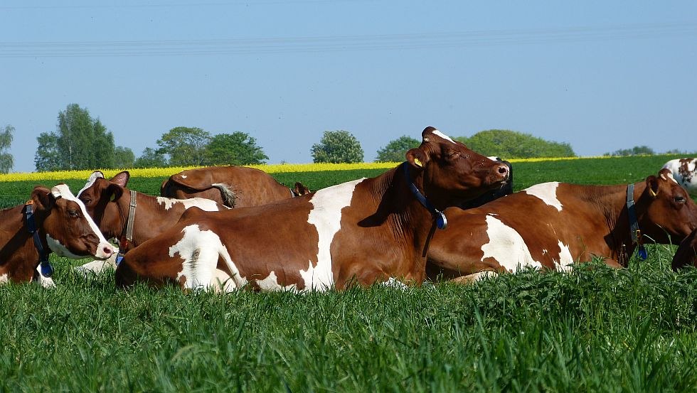 In summer the dairy cows are on pasture during the day, © GbR Marquardt