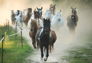 Herd of ponies at the horse farm Zislow., © Pferdehof Zislow