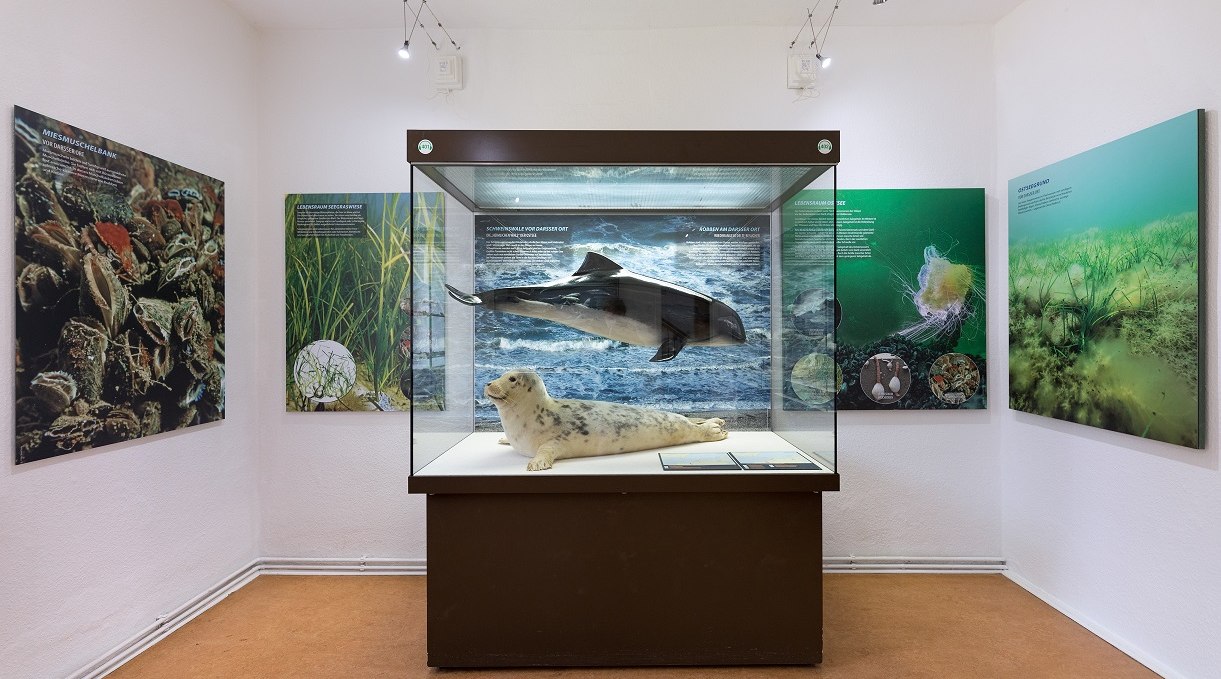 View into the exhibition in the NATUREUM Darßer Ort, © Anke Neumeister/Deutsches Meeresmuseum