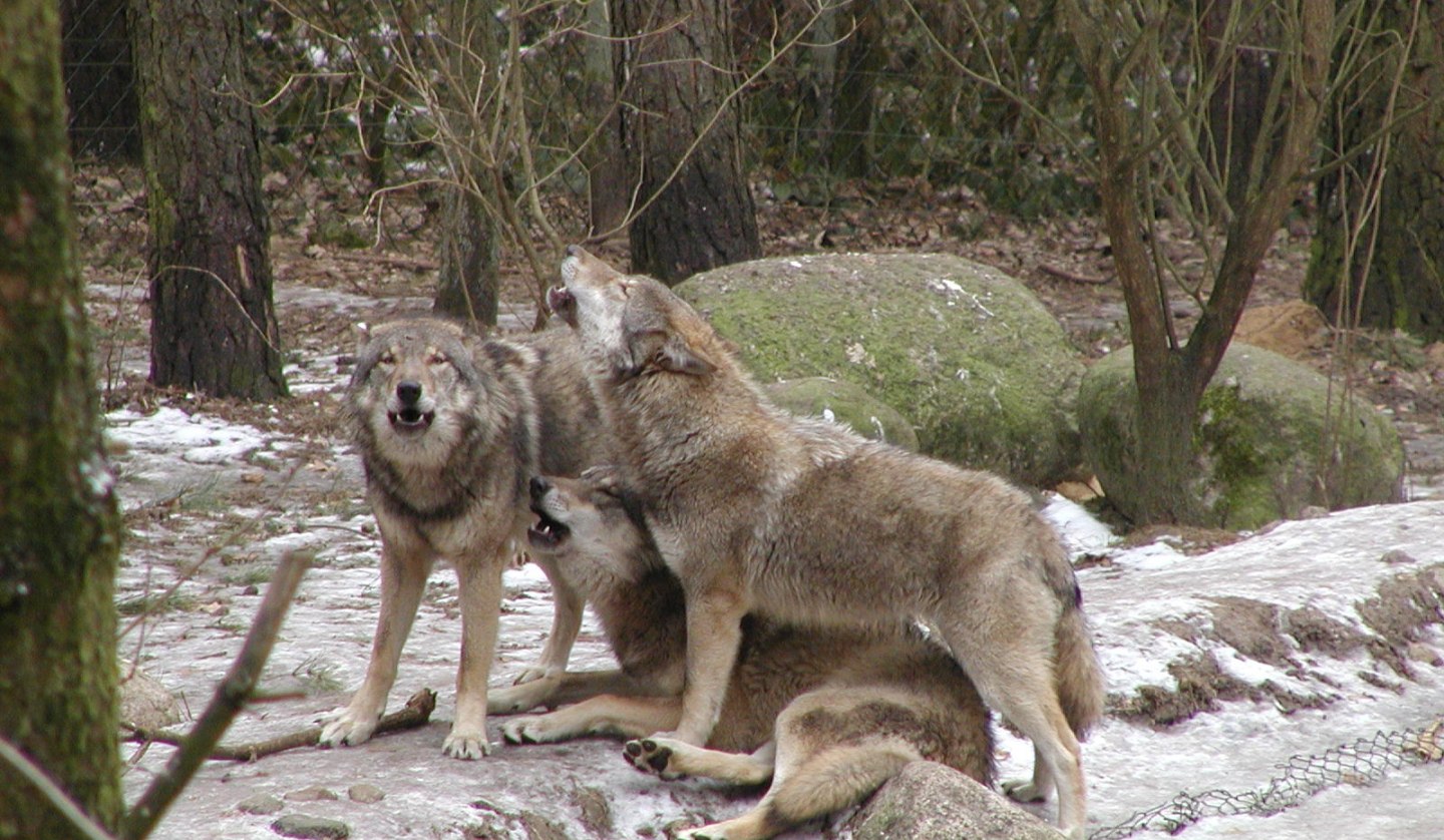 Wildpark-MV - Wolves, © Wildpark-MV