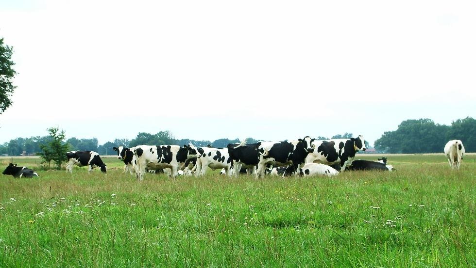 The cows enjoy grazing in the summer, © Archiv, Biosphärenreservatsamt Schaalsee-Elbe