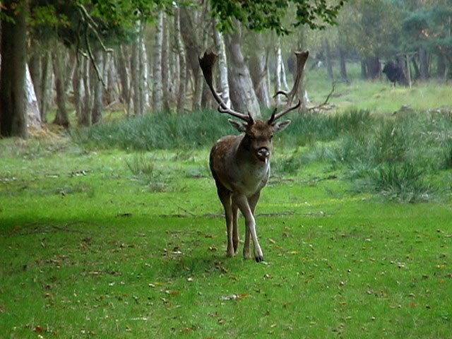 Boek Wildlife Park, © TDG Rechlin mbH