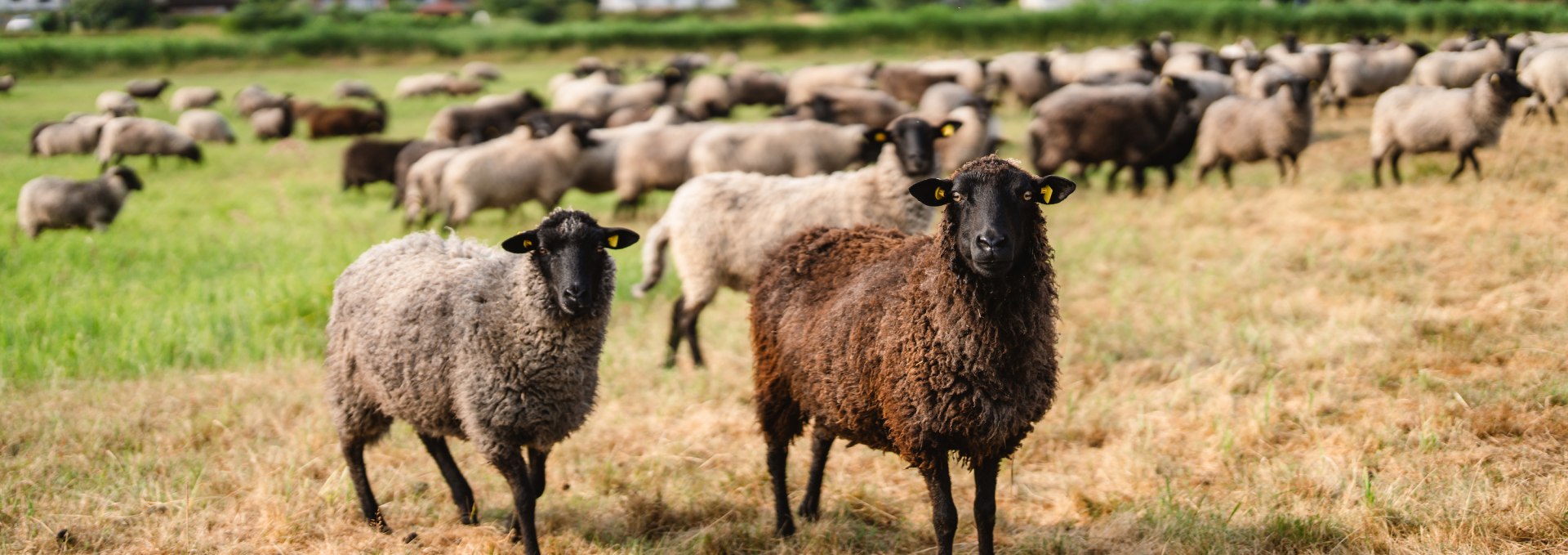 The Pomeranian country sheep shapes the image of the region - and provides sustainable wool clothing in the region with its wool, © TMV/Gross