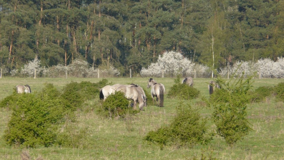 Koniks also find the best living conditions here, © Storkenkate